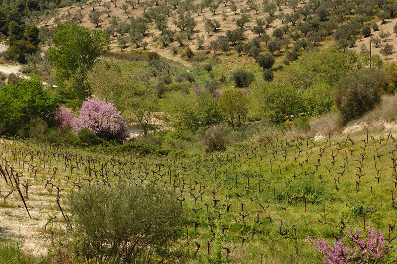 Rolling landscape of vineyards and olive groves in the Nemea wine region of the Peloponnese with green hills