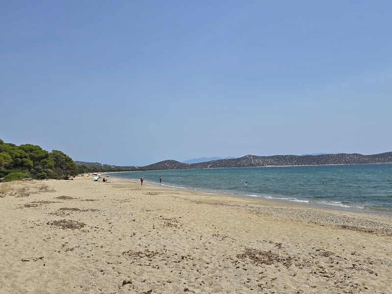 Wide sandy beach at Schinias backed by pine forest with swimmers in calm turquoise water