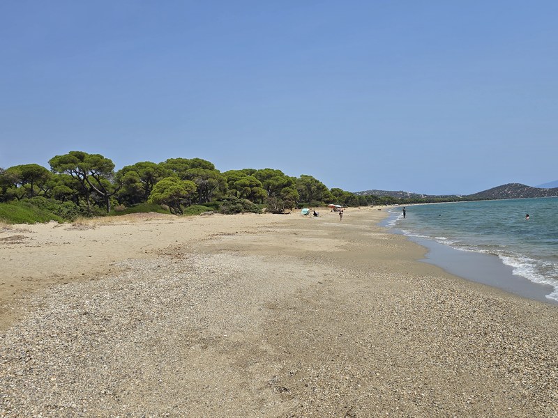 Dense umbrella pine forest lining the sandy shore of Schinias Beach near Athens